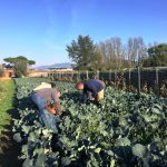 convegno sull'agricoltura sociale